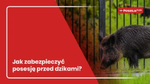 Dziki w Krakowie a ogrodzenie