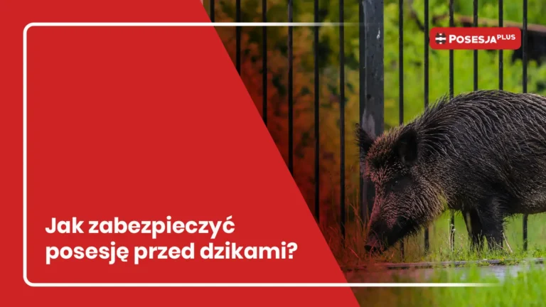 Dziki w Krakowie a ogrodzenie