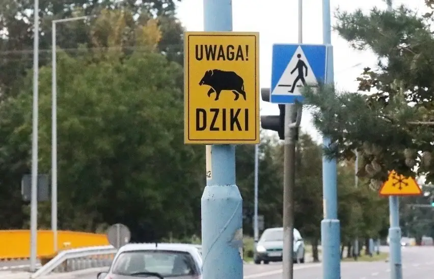 uwaga dziki - znak ostrzegawczy w Krakowie